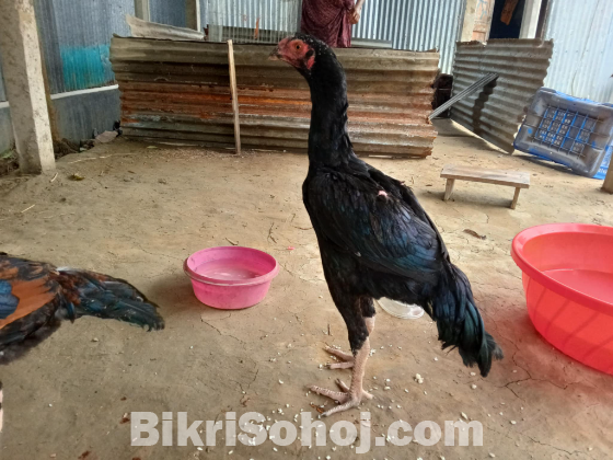 আসিল ফাইটার